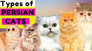 6 Types of Persian Cats  Number 5 is Unique  Which One Do You Prefer [upl. by Siriso]