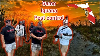 Iguana hunting with GamoOutdoor crew in Florida [upl. by Robbin716]