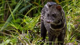 Malayan Civet The Mayalan Civet is the most distinguishable civet due to its dark legs and its long [upl. by Garcia290]