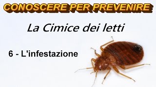 La Cimice dei Letti 6  Linfestazione [upl. by Maribeth331]