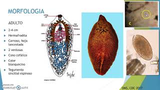 Fasciola hepatica1 [upl. by Nnylyt]