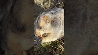 Marmota himalayana喜马拉雅旱獭，Eating cookies right now！ [upl. by Summons]