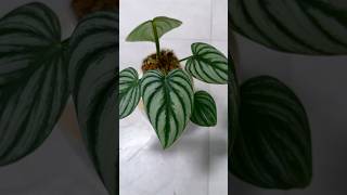 Philodendron plowmanii philodendron rareplants گیاهانآپارتمانی گیاه varigated [upl. by Ellienad]