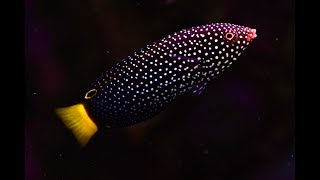 How to quarantine wrasses [upl. by Airednaxela]