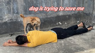 Faking My Death in Front of My Dogs Funny Dogs ReactionThis dog loves me so muchI am very touched [upl. by Newkirk511]