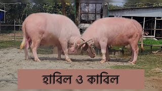 হাবিল ও কাবিল  ট্যাগ নংঃ ৬৮৩ ও ৬৮৪  Proyash Agro Farm [upl. by Audwen866]