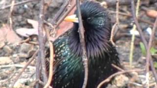 Starling mimicry of a duck [upl. by Jaeger]