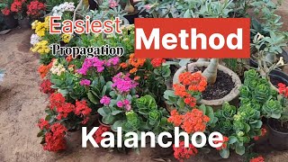 Kalanchoe propagation easy ideas l How to grow Kalanchoe plant from cuttings l Kalanchoe plant care [upl. by Nemsaj]