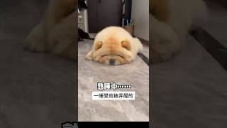 《鬆獅犬，Chow Chow 》一分鐘了解鬆獅犬。「麵包犬」「隱密於玩具中的狗」 [upl. by Laemaj611]