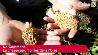 Les secrets pour cueillir des morilles dans lOise No comment [upl. by Lilak397]