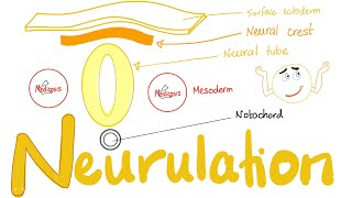 Embryology of Nervous System  Neurulation  Neural Tube amp Neural Crest [upl. by Ailelc367]