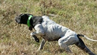 Chiens Pointer Anglais de 8 mois a L’arrêt sur perdreaux [upl. by Adnolahs]