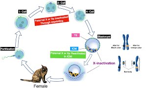 How X Chromosome is inactivated Xinactivation cycle and dosage compensation [upl. by Darcia880]