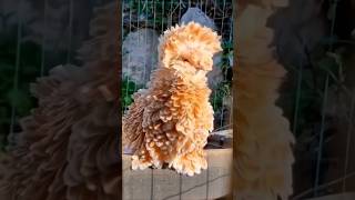 5 worlds most expensive chiken breeds 😱😱 shorts [upl. by Alguire]