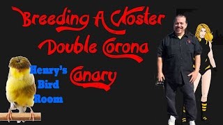 Breeding Double Corona Gloster Canaries  Henrys Bird Room [upl. by Semaj561]