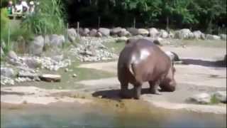 Hippos Pooping to Sad Music make you sad emotion cry [upl. by Barby209]