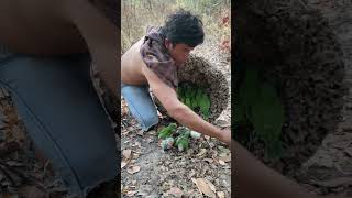 Man tearing parrot nest sees many beautiful parrots part 02parrot beautiful [upl. by Marte]