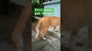 suara alm kasino warkop film short [upl. by Aihsyla327]