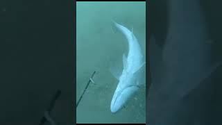 SPEARFISHING TRANSKEI MAGIC [upl. by Devonna]