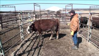 LowStress professional halter breaking beef cattle Part 2 [upl. by Hoover]