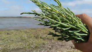 Vine a cortar SALICORNIA para cocinar San Quintín B C [upl. by Newnorb]