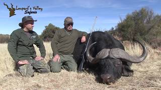 Leopards Valley Safaris Buffalo Hunt  Woodleigh hydrostatic Solid Bullets [upl. by Enelcaj562]