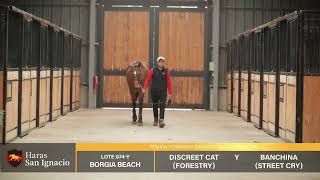 LOTE 074 BORGIA BEACH USA  HARAS SAN IGNACIO [upl. by Sofie]