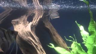 My new baby Black Arowana and tank mates 2013 July [upl. by Sall733]