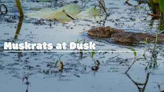 Muskrats in Motion at Dusk  Great Meadows National Park [upl. by Swiercz]