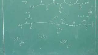 Amino acid and polypeptide synthesis 15 [upl. by Eidak]