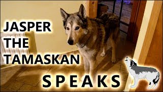 Jasper the Tamaskan Dog speaks [upl. by Varney698]