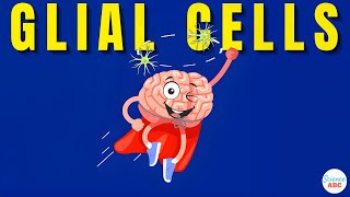 What are Glial Cells Definition Types Functions of Glial Cells  Role in Psychology [upl. by Sabian]