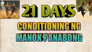 21 DAYS CONDITIONING NG MANOK PANABONG [upl. by Zielsdorf]