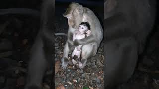 Feeding wild mom monkey at night monkey wildanimal shortsvideo [upl. by Rufford]