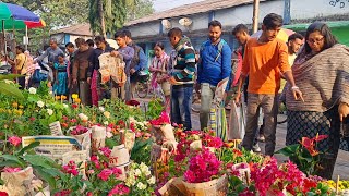 17 November Galiff Street Flower Plants Market Price Update Winter Season Flower Plants Tala Haat [upl. by Xineohp55]