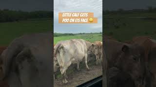 Poor Calf gets a Mud Pack with a Difference 💩 😆🤦‍♂️ shorts funny [upl. by Harrod]