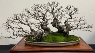 Heathrow bonsai show 2023 bonsai japan lifestyle new newvideo lifestyle [upl. by Stig]