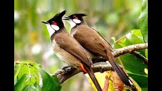 Red whiskered Bulbul Song  Sound of Happiness and Peace [upl. by Naujik]