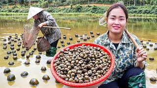 Moms Perseverance Harvesting a Lot of Snails Goes To Countryside Market Sell  Live with Nature [upl. by Maryann6]