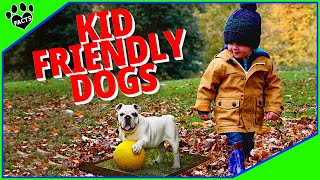 Top 10 Kid Friendly Dogs for Families  Dogs 101 [upl. by Finnegan675]