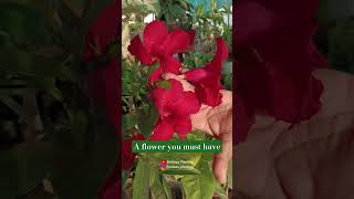 A flower you must grow  Mandevilla mandevilla garden redflowers nature theflora terracegarden [upl. by Laurella491]