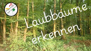 Die wichtigsten Laubbäume 🌳amp Begleitpilze 🍄 schnell erkennen und unterscheiden lernen Deutschland🍂 [upl. by Dirgis873]