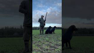 Driven Shooting Scotland Gundog Peg Dog Labrador Retriever dogtraining shotgun [upl. by Byrle]