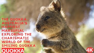 The Quokka Australias Happiest Marsupial  Exploring the Charismatic World of the Smiling Quokka [upl. by Virgil]