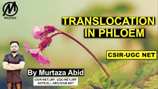 TRANSLOCATION IN PHLOEM  FOOD TRANSPORT IN PLANTS  CSIRNET ICMRJRF DBTJRF GATEXL MSc [upl. by Rives49]