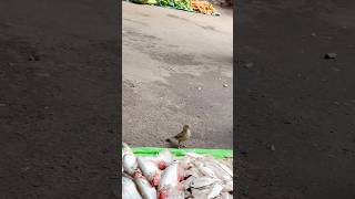 Apne kabhi chidiya🦆 ko machali khate huye dekhe ho  ￼🐠 minivlog shorts dailyvlog vlog [upl. by Bound]