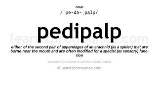 Pronunciation of Pedipalp  Definition of Pedipalp [upl. by Llerod]