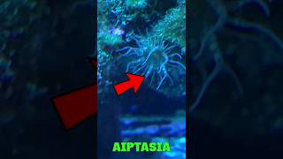 Killing Aiptasia Anemone w Powerful Chemical Sodium Hydroxide youtubeshorts aquariumtips [upl. by Hamian173]