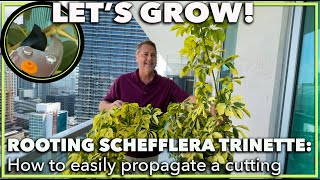 PROPAGATING A SCHEFFLERA How to root a schefflera trinette umbrella plant from a cutting [upl. by Raual]