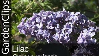 Lilac  Syringa vulgaris  Everything you need to know about Lilacs [upl. by Iretak451]